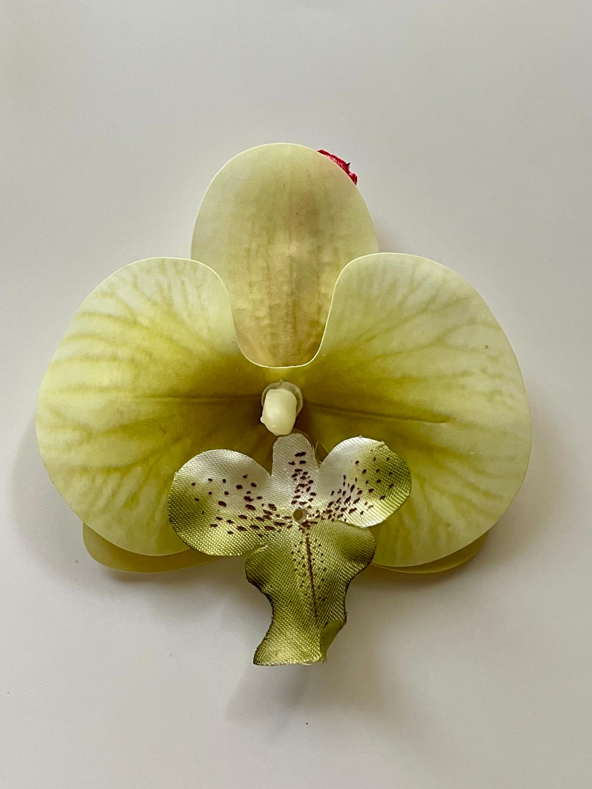 Orchid clip 11